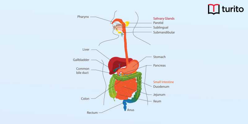 Human Digestive System