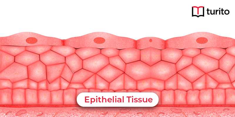 Epithelial tissue