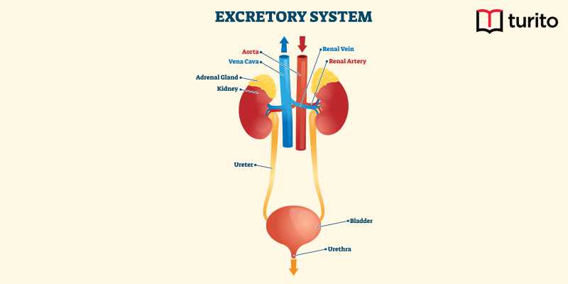 Excretory system