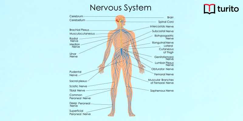 Central Nervous System