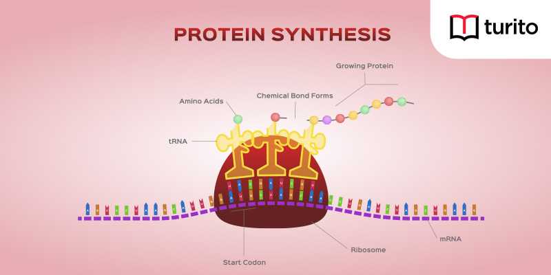 Protein Synthesis