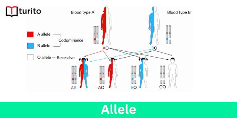 Allele