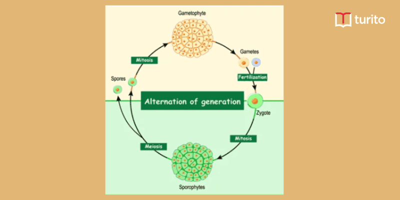 Alterations of Generations