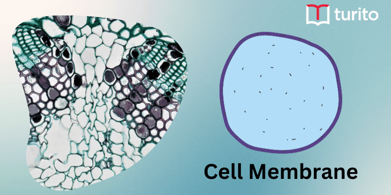 Cell Membrane