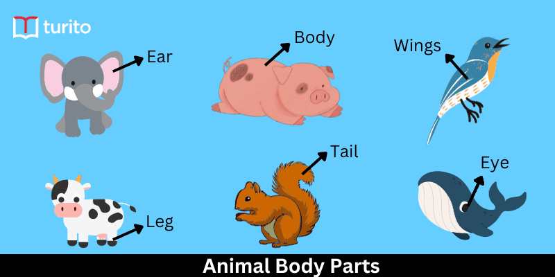 Animal body parts