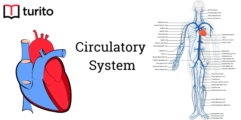 circulatory-system