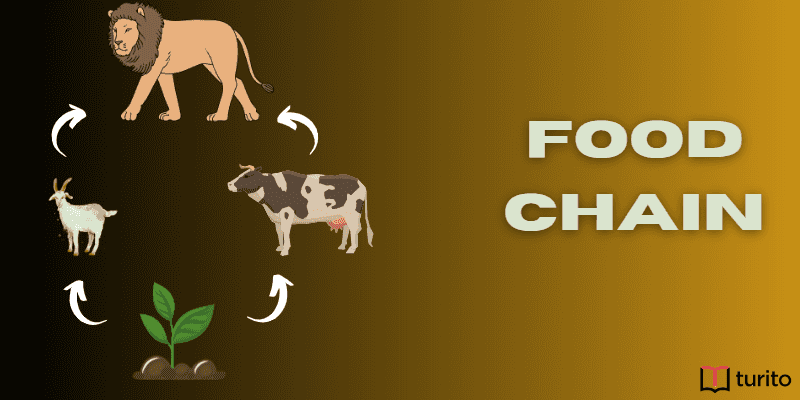 Food Chain