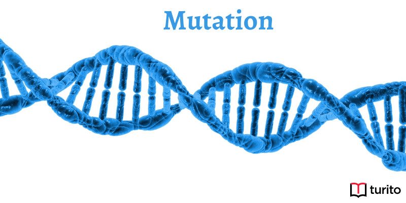 Mutation