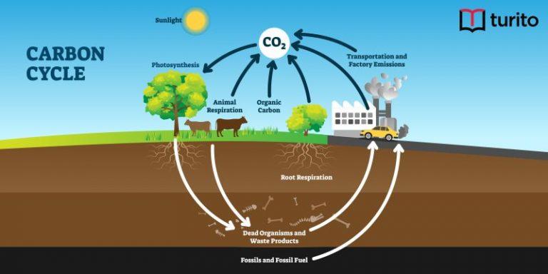 carbon cycle