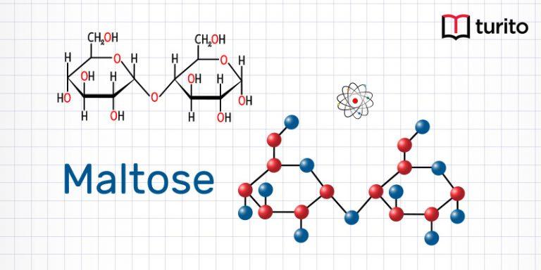 Maltose